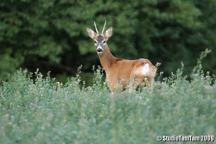 Capriolo maschio.jpg